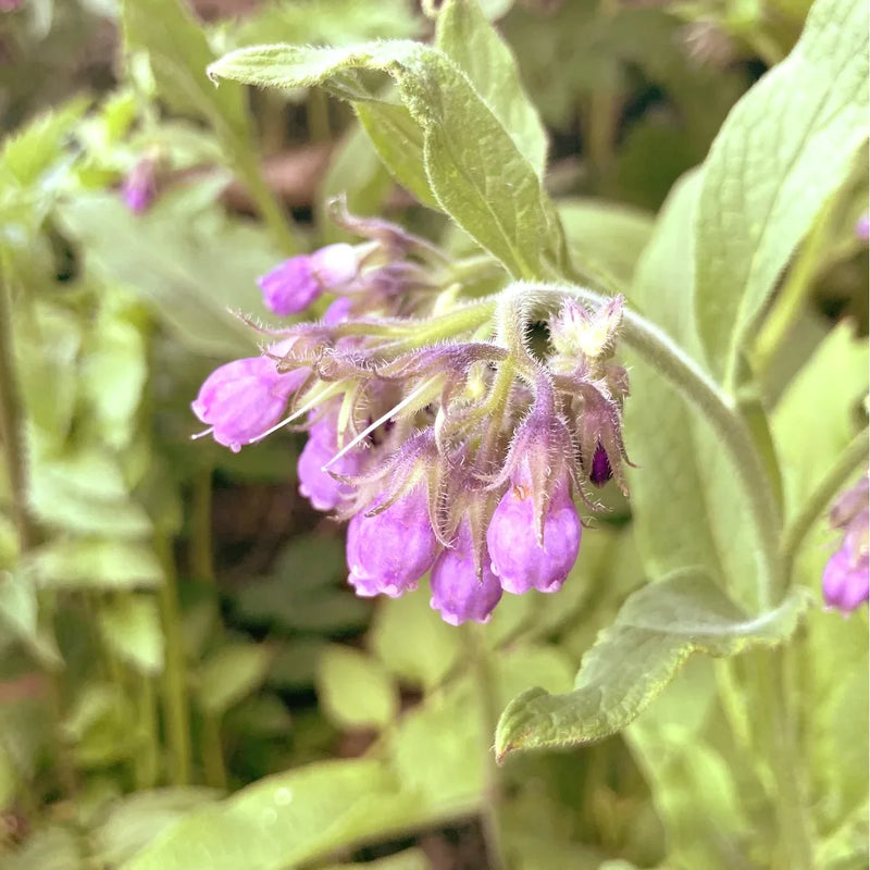 Allantoin